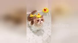 Just a cat enjoying a bath with rubber ducks
