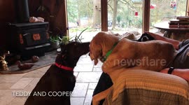 Puppy sucks up to older labrador who ignores him