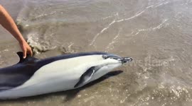 Dolphin Rescued by photographer