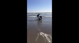 Dolphin rescue