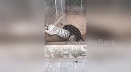 Bizarre moment dog humps white tiger in Pakistani zoo