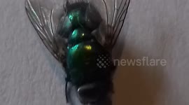 Green Bottle Fly close up