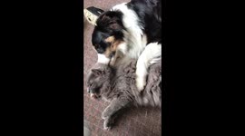 *SUPER CUTE* - Cat and Dog loving and cleaning each other