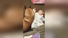 Adorable baby is best friends with dog