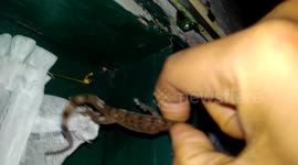 How to catch lizards with dual flash mobile phone lights