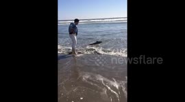 Photographer rescues dolphin stranded on Mexican beach