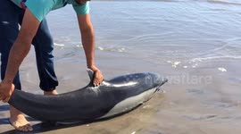 Photographer rescues dolphin stranded on Mexican beach