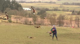 Woman feeds Red Kites in Scotland