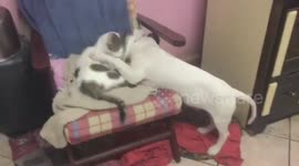 Blind cat and dog nuzzle each other at animal shelter
