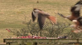 Woman feeds Red Kites in Scotland