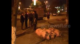 乐山:运猪车闹市区侧翻 二师兄满地打滚 热心市民组织赶猪