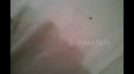 Hotel bedbugs at 5:00AM in Miami FL