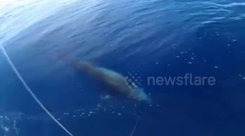 The man fighting The giant Swordfish