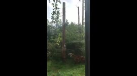 Slow motion footage of a tiger at feeding time