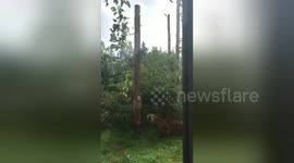 Newsflare Edit - Slow motion footage of a tiger at feeding time