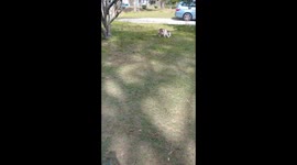Our Mini English Bulldog runs away from her Bullshit