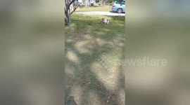Newsflare Edit - Our Mini English Bulldog runs away from her Bullshit