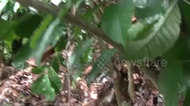 strange tree bear fruit durian