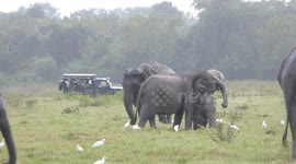 Angry Elephants Chasing Safari Jeeps in Kaudulla NP - Sri Lanka (2018)
