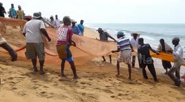 Large Net Fishing in Sri Lanka at Chilaw Beach