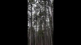 Rocking trees