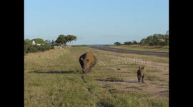 Tourists encounter baby rhino playing with mother