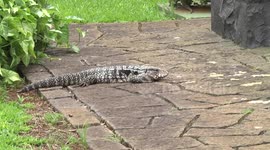 Argentine black and white tegu lizard whole