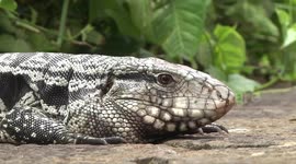 Argentine black and white tegu lizard head