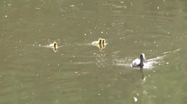 Eurasian Coot chick chasing adult