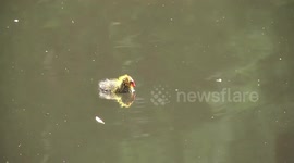 Eurasian Coot chick resting on pond surface