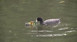 Eurasian Coot adult feeding chick then diving