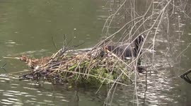 Eurasian Coot chick on nest adult nearby