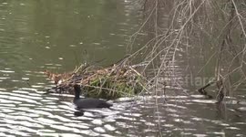 Eurasian Coot chick on nest fed by adult nest being repaired