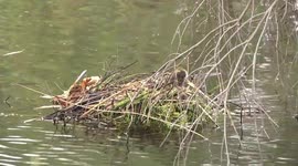 Eurasian Coot chick on nest preening