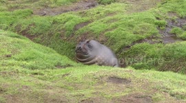 Elephant Seal weaner stuck in channel moving off