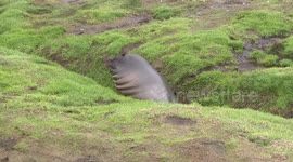 Elephant Seal weaner stuck in channel mud on face