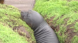 Elephant Seal weaner stuck in channel close