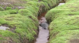 Elephant Seal weaner stuck in narrow channel