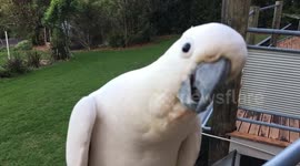 Bold Australian bird not afraid of camera