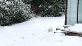 3 white dogs playing in the snow