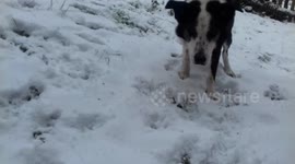 Shep the Sheep Dog in the Snow playing Ball 2018