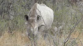2 Black Rhino's in Etosha NP Namibia