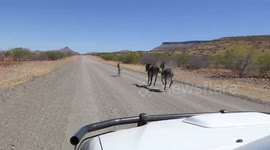 Donkeys Mating in Front of the Car in Damaraland Namibia