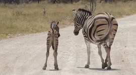 A New Born Zebra crossing the road in  Etosha NP - Namibia