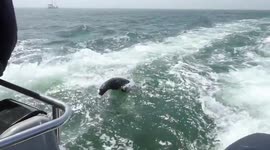 A Sea Lion is chasing in full speed a Motorboat, Walvisbay Namibia