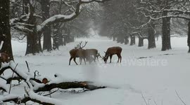 Stunning: stags lock antlers in UK snow