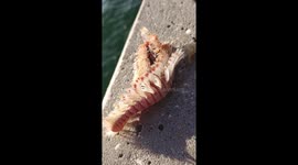 A Monster Shrimp on The Coast of Tampa, Florida