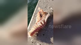 Newsflare Edit - A Monster Shrimp on The Coast of Tampa, Florida