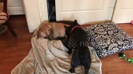 French Bulldog an Puggle Love Each Other