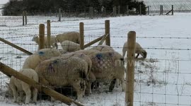 Sheep in the snow